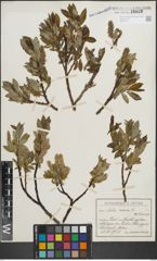 Foto von Salix hastata L.